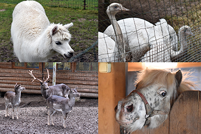 Мини-зоопарк &quot;Розите&quot; (Mini zoo &quot;Rozīte&quot;)